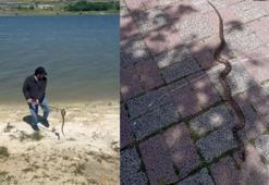 İstanbul'da havalar ısındı, yılanlar ortaya çıktı: Önce tanımak sonra korumak gerekiyor