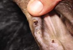 'Türkiye'de KKKA'ya yakalanan kişilerde ölüm oranı yüzde 5'