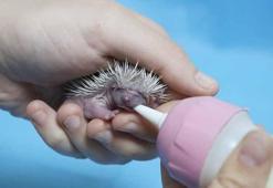 Doğada yalnız başına bulunan 3 yavru kirpi, biberonla besleniyor