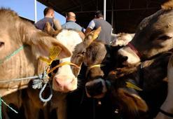 Sivas’ta şap nedeniyle hayvan pazarları tedbiren kapatıldı