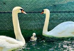 Kuğulu Park’ta 15 yıl sonra ilk kez beyaz kuğu doğdu