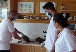 Nesli tehlikedeki 2 deniz kaplumbağası ölüsü kıyıya vurdu