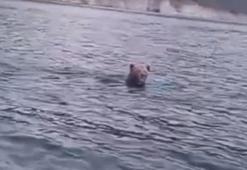 Barajda yüzen ayı kamerada