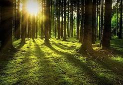 İstanbul'da ormanlara giriş yasaklandı