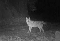 Küre Dağları'ndaki kurtlar fotokapanda