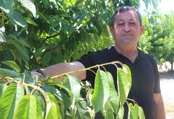 Tokat'ta zirai don kirazı vurdu: 20 bin tonluk rekolte sıfıra indi