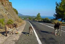Muğla'da kara yolu çevresindeki yabani eşekler toplanıyor