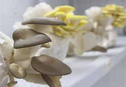 Çocuklara mantarı sevdirecek renkli üretim