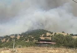 Aydın'da orman yangını