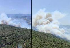 Manisa'da orman yangını