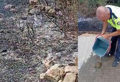 Yanan otların arasından kaplumbağayı kurtardılar