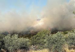 Aydın'da çıkan orman yangını kontrol altında