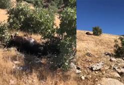 Batman'da silahla vurulmuş halde 7 yılkı atı bulundu