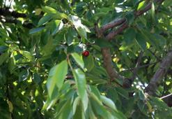 Kirazdaki rekolte kaybı vişnede de bekleniyor