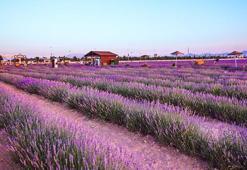 Karatay'da lavanta bahçesi kapılarını açıyor