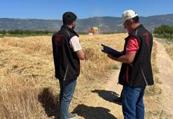 Pamukova’da buğday ve arpa hasadı başladı