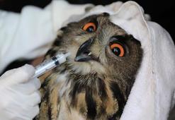 Yaralı puhu, tedavisinin ardından doğaya bırakıldı