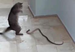 Kedi ile yılanın kavgası kamerada