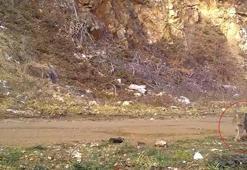 Nesli tehlike altındaki yaban kedisi fotokapana yakalandı