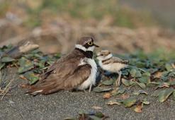 Halkalı küçük cılıbıt ve yavruları, Milleyha'daki molada görüntülendi