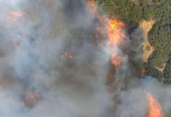 İzmir'de çıkan orman yangını kontrol altında