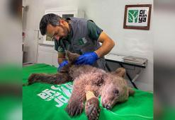 Bitkin halde bulunan yavru bozayı tedavi altına alındı