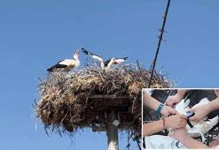 Yaren leyleğin yavruları halkalandı; göç yolculukları izlenecek