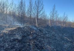 İzmir'deki orman yangını 2'nci günde kontrol altında