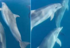 Teknesinin önünde yüzen yunusları görüntüledi