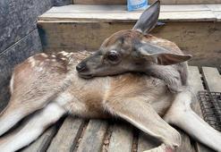 Yaralı geyik yavrusunu devriye gezen orman ekibi kurtardı