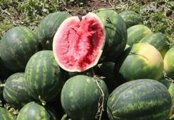 Adana'da karpuzun tarlada kilosu 13 TL'den 5 TL'ye düştü