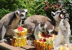 Bunaltıcı havada hayvanlara özel 'buzlu serinlik'