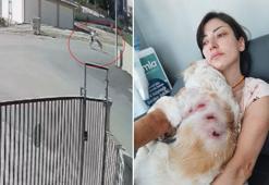 Köpeğini gezdiren kadına, sokak köpekleri saldırdı; o anlar kamerada
