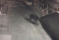 Sitenin bahçesine giren ayı kamerada