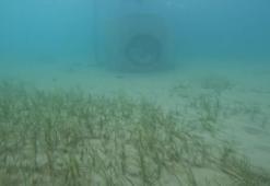 Prof. Dr. Bayram Öztürk: Deniz çayırları Marmara'nın oksijen fabrikaları korunmaları çok önemli