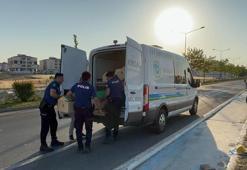 Yön levhası direğine çarpan motosikletin sürücüsü 14 yaşındaki Azra hayatını kaybetti