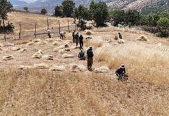 Traktörle gidilemeyen tarlalardaki buğdaylar orakla biçiliyor