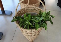 Rize çayının, topraktan bardağa serüveni anlatıldı