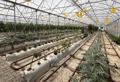 Volkanik cüruf ile topraksız tarım yapılıyor