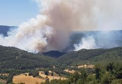 Sakarya’da orman yangını