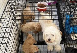 Kırklareli'de kaçak cins köpek üretim yerine baskın