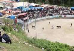 Ayder'de boğa güreşleri heyecanı