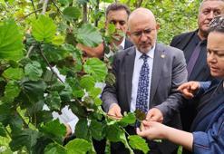 TBMM Zirai Don Olayını Araştırma Komisyonu üyeleri, Giresun'da fındık bahçelerini inceledi
