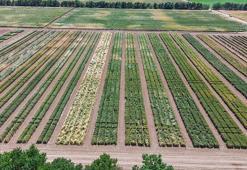 TİGEM’de üretilen tohumların yüzde 45’i kuraklığa dayanıklı