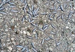 Çanakkale’de çay kısmen kurudu; toplu balık ölümleri yaşandı