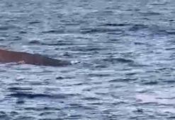 Akdeniz'de amatör balıkçılar balina görüntüledi