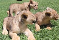 Cumhurbaşkanı Erdoğan'a hediye edilen aslanların 3 yavrusu dünya geldi