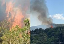 Pendik Aydos Ormanı’nda başlayan yangın büyümeden söndürüldü