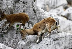 Dağ keçileriyle ünlü şelalede 'kuraklık' tehlikesi