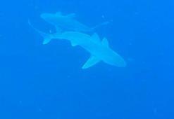 Tatilcilerden profesöre 'köpek balığı' sorusu